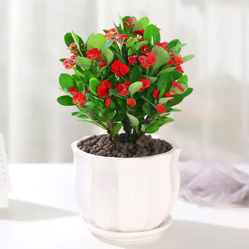虎刺梅办公室海棠花成品组合盆栽