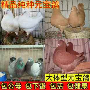 元宝鸽子活一对观赏鸽青年鸽公斤肉鸽纯元宝大型种鸽成年包邮