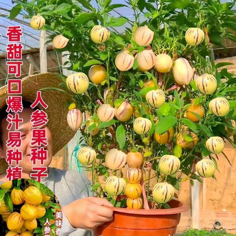 人参果苗当年结果 茄瓜果盆栽 人生果树 仙桃苗 正宗食用长寿果苗