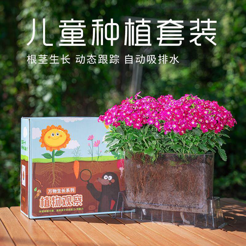 儿童种植小盆栽学生科学实验观察套装透明盆美女樱矮牵牛桌面绿植