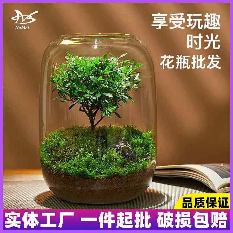 生态水培植物瓶玻璃花瓶装饰微景观小鱼缸办公室桌面客厅摆件