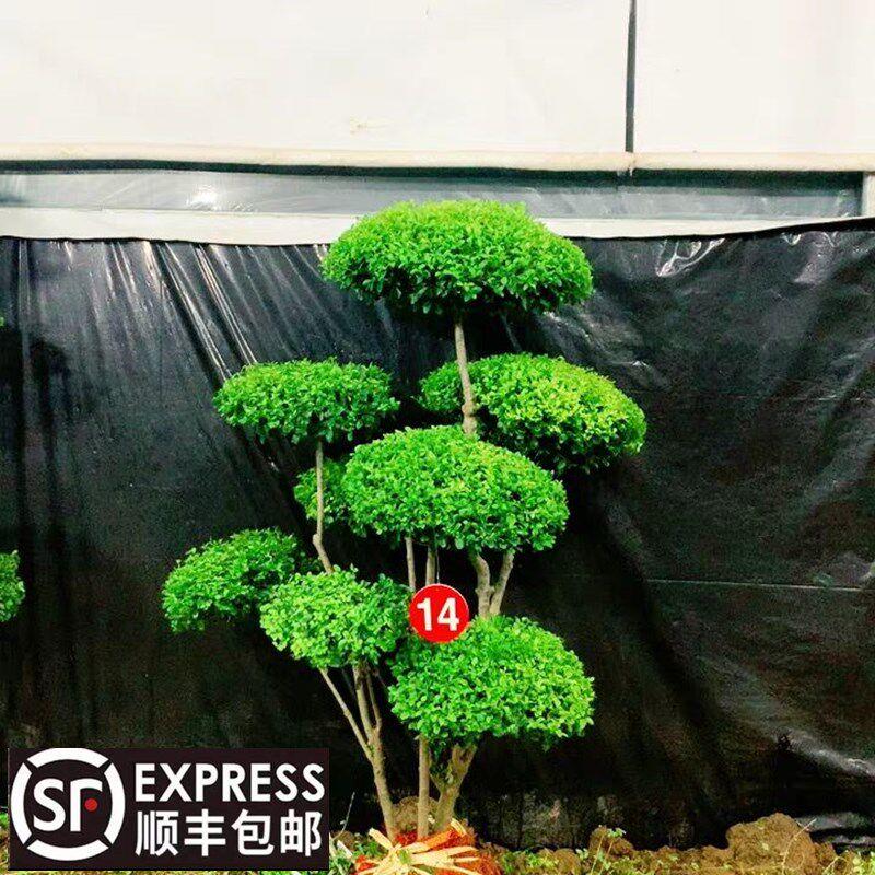 小叶女贞造型树风景树庭院别墅绿化篱笆围墙植物观叶四季常青苗木