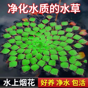 浮萍水草植物鱼缸造景水培植物水上烟花一叶莲水葫芦古法养鱼水草