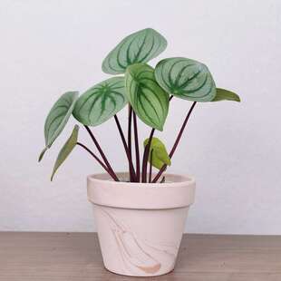 麒麟瓜椒草西瓜皮椒草盆栽大叶大圆稀有阳台桌面小植物室内