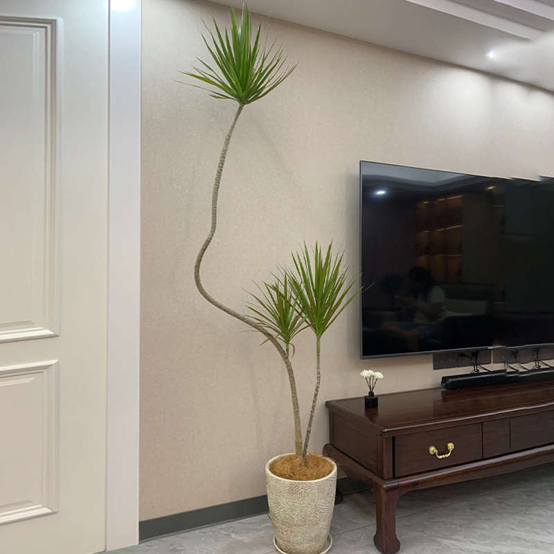 造型千年木盆栽室内客厅植物青叶马尾铁网红绿植四季常青庭院好养