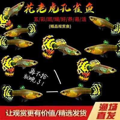 优质孔雀鱼纯种大尾巴热带观赏宠物鱼小型胎生鱼淡水入门稀有活体