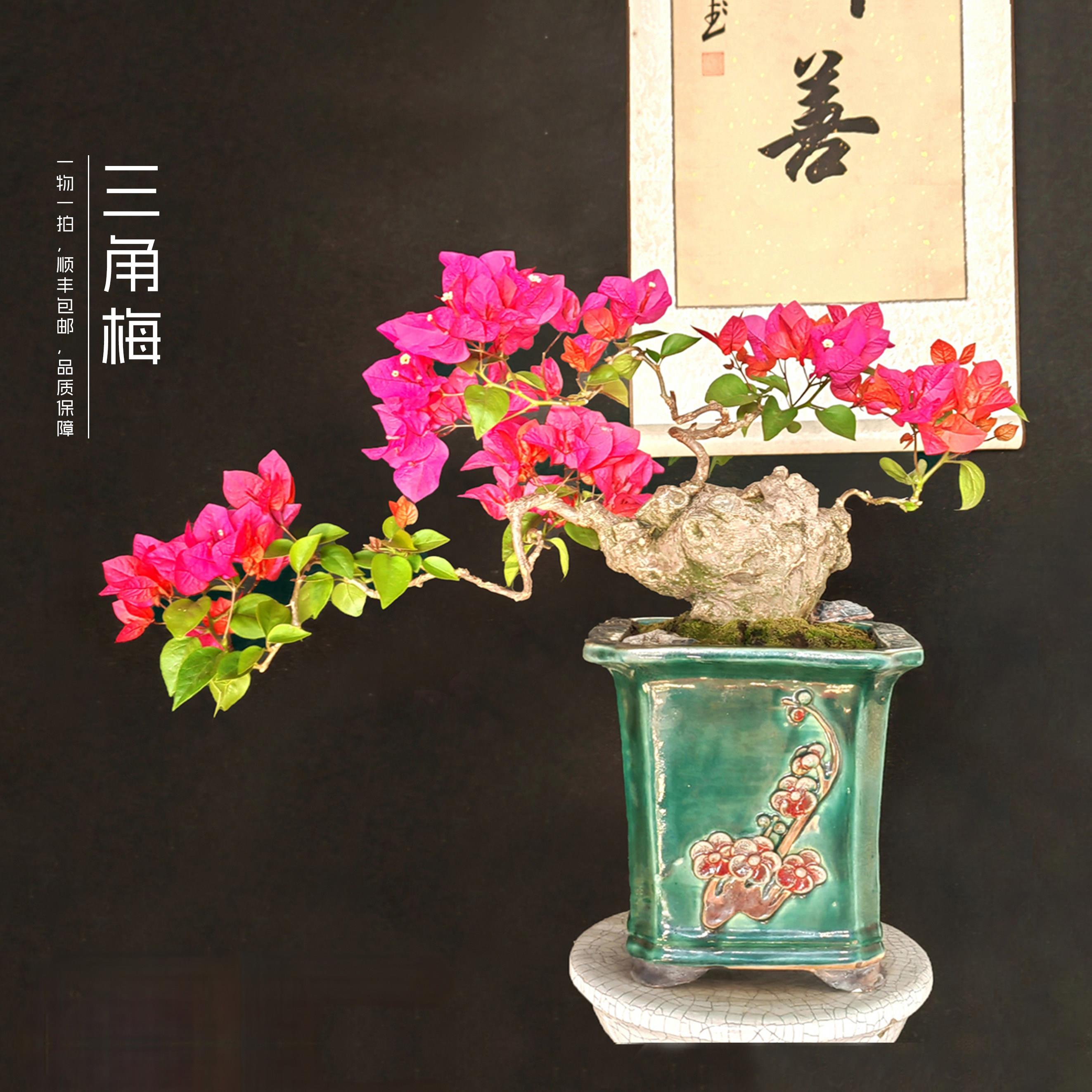 三角梅老桩盆景一物一拍造型盆景原生意境阳台办公室庭院盆栽好养