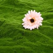 新款 仿态真绿雕各种型造人造草皮动植we185物生园林绿工程化造景