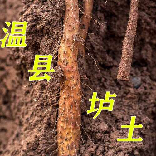 新疆包邮河南温县垆土铁棍怀山药焦作新鲜现挖铁杆淮山铁棒粉5斤