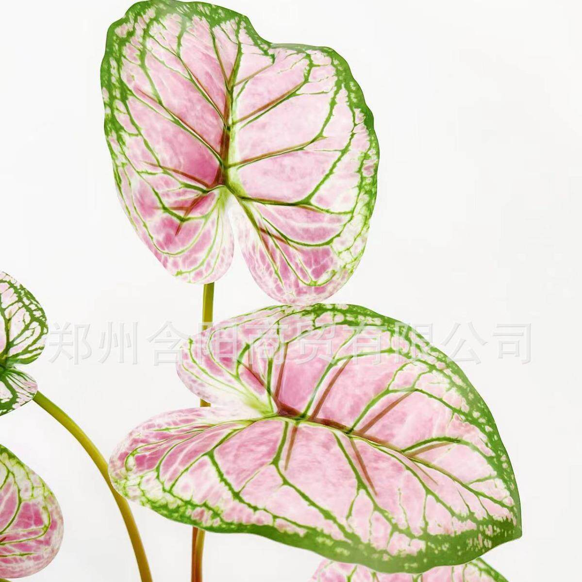 仿真心管芋海芋芋头叶彩芋叶家居装饰软装造景插花叶材样板间橱窗图片