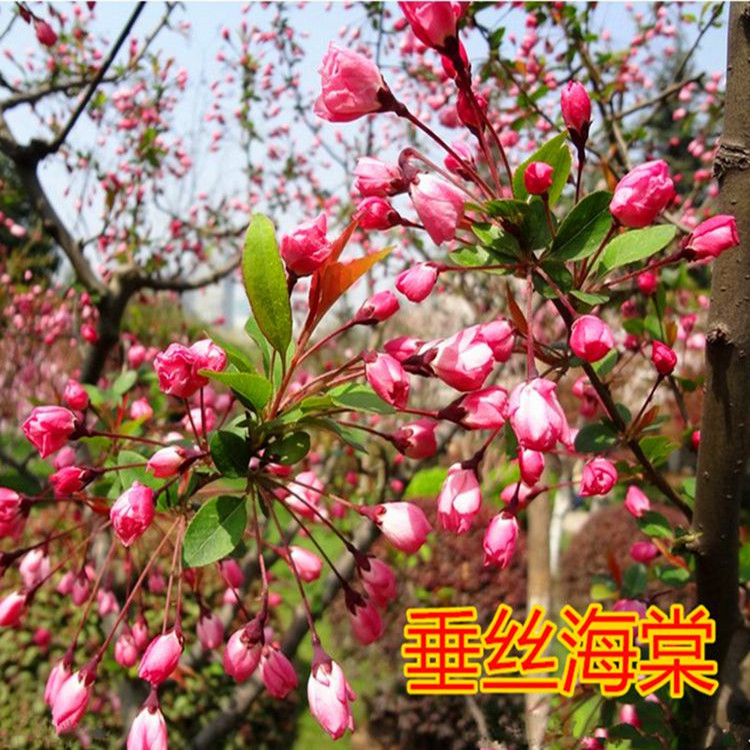 海棠树苗盆栽地栽西府垂丝北美海棠四季常绿开花庭院风景花木树苗