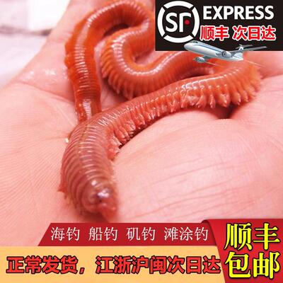 全国顺丰包邮活沙蚕活饵红虫鱼饵料青虫海钓鱼饵钓饵鲈鱼饵海蚂蝗