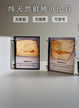 天然辽西侏?纪狼鳍鱼化石标本盒无描画 画儿童科普收藏礼物简约摆