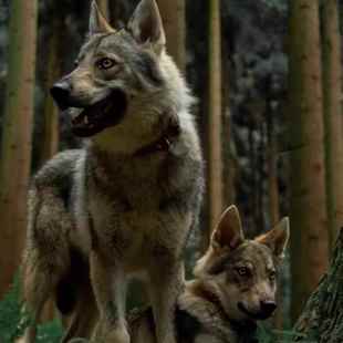 捷克狼犬幼犬活体进口双血统狼王幼崽精品大型猎犬护卫犬家养看家