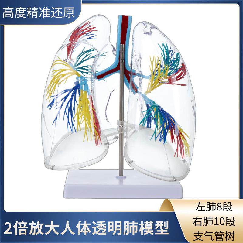 肺模型透明肺段解剖模型左右两肺支气管树结构造呼吸系统教学模型