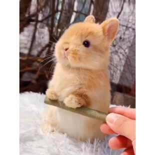 宠物兔子活物小型迷你兔荷兰兔活体猫猫兔侏儒兔茶杯兔宿舍垂耳兔