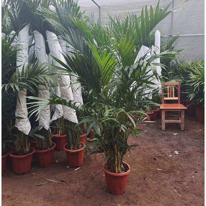 办公绿室夏夷竹FCS-03室内好养活竹富贵散尾葵凤尾盆栽植绿植椰威