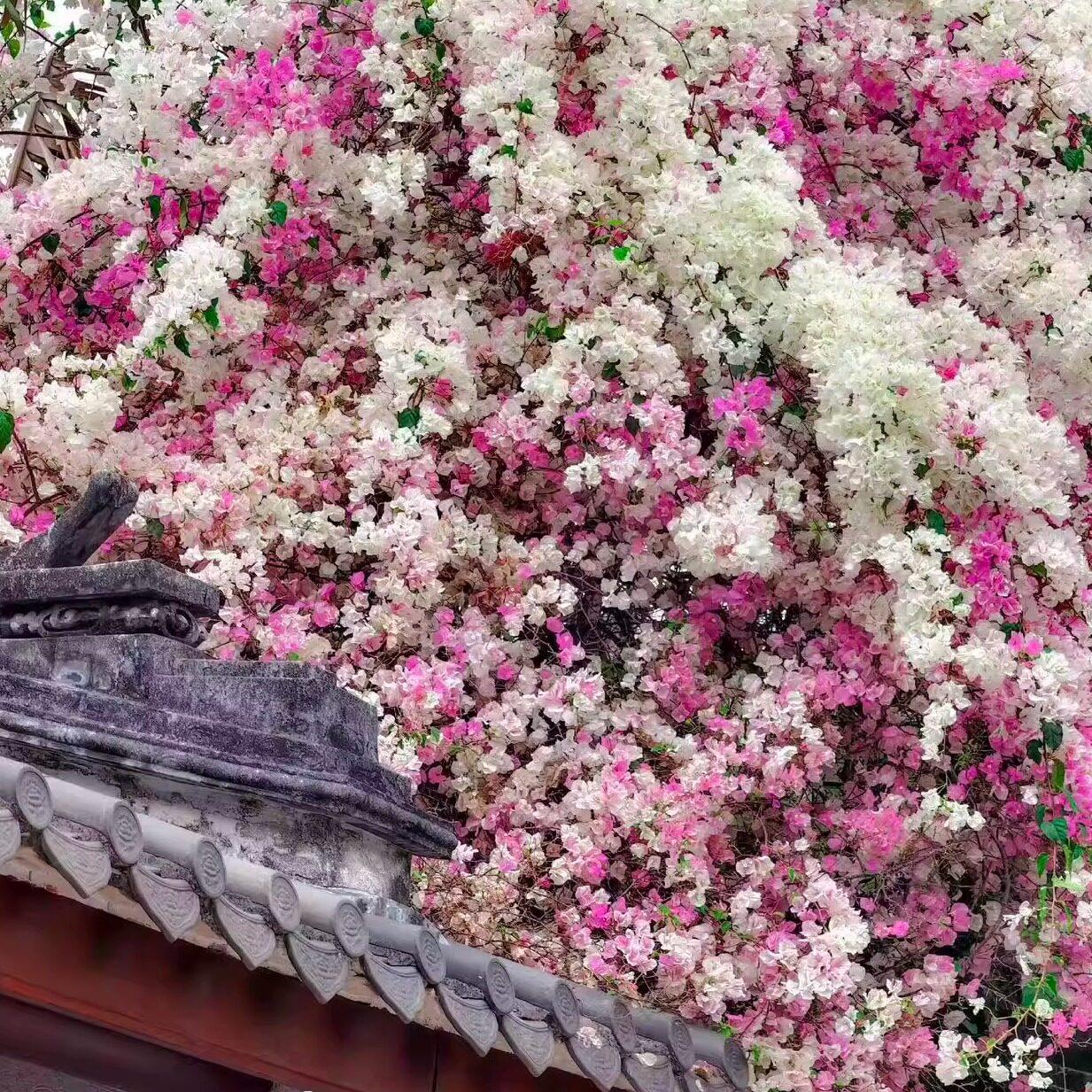 百变花蝴蝶红樱三角梅盆栽花带盆土发