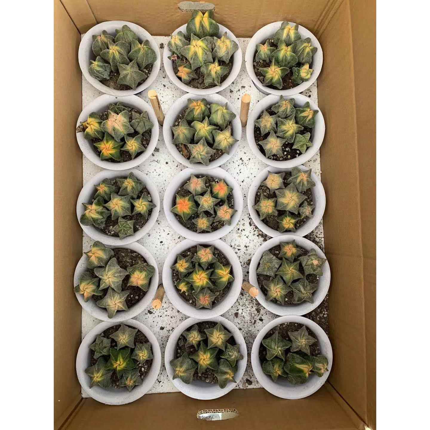 肉【地直供】多植卉物盆栽花BNB绿基植仙人球植物多颗鸾凤玉锦