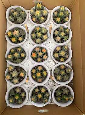肉【地直供】多植卉物盆栽花BNB绿基植仙人球植物多颗鸾凤玉锦