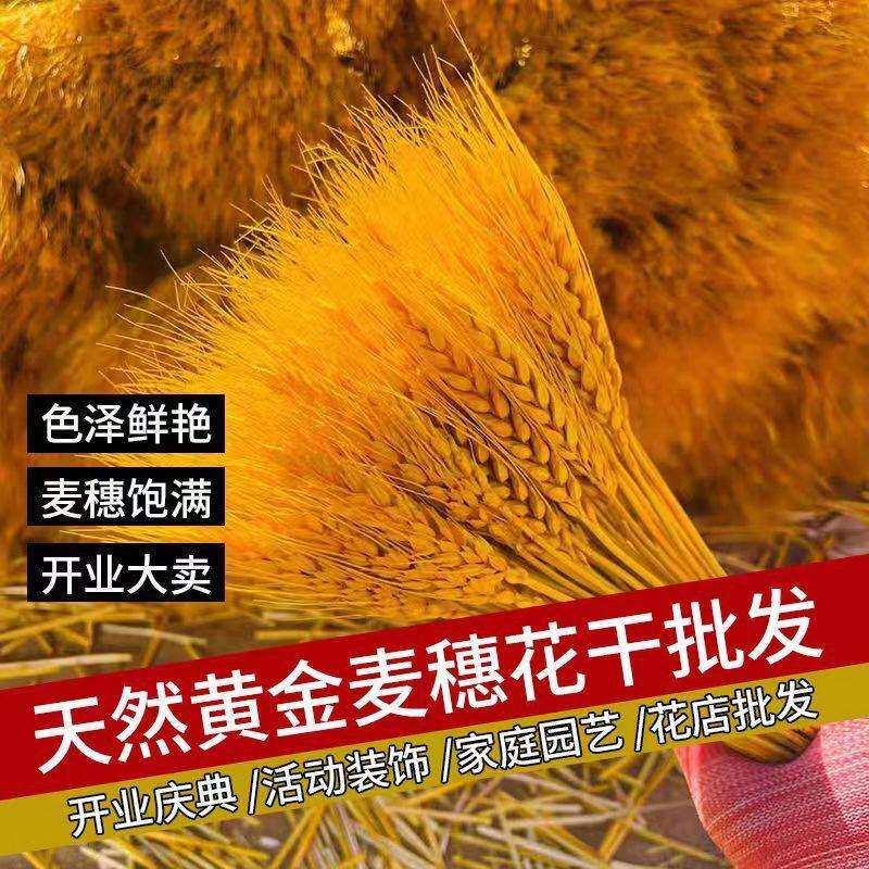 黄金大麦麦穗干花开业大麦黄金麦穗厂家整箱永生麦穗