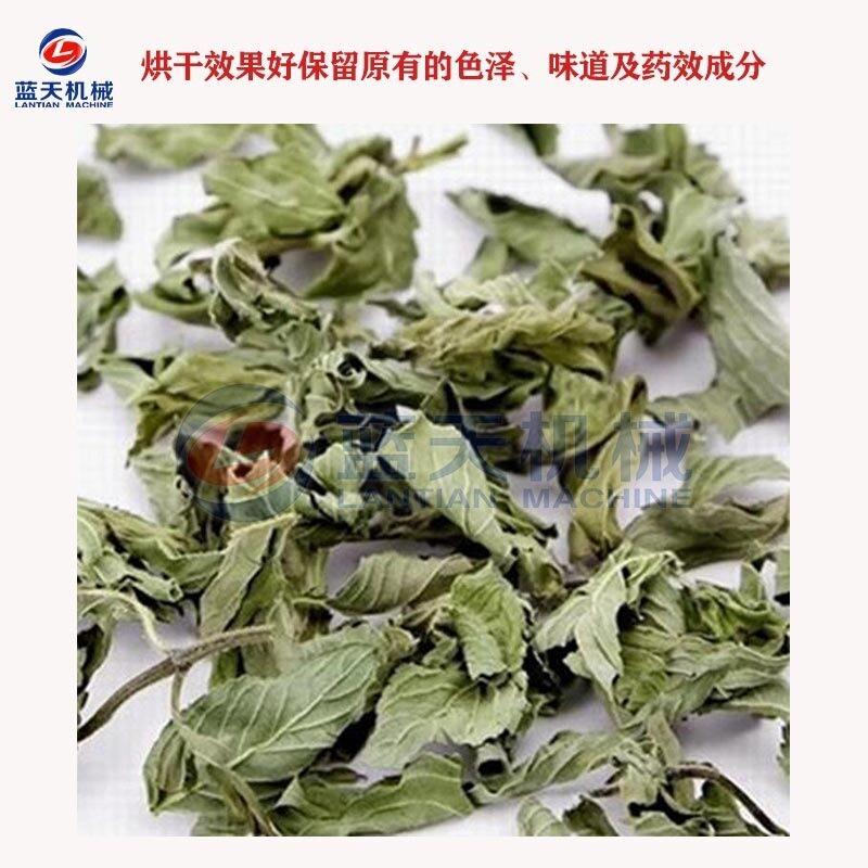 全自动薄荷烘干机 小型商用野薄荷烘干箱 薄荷叶银丹草烘干机设备图片