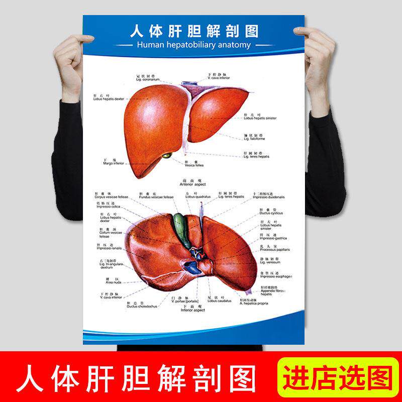 医院人体医学解剖图医用挂图肝胆系统人体器官结构图挂图海报贴纸