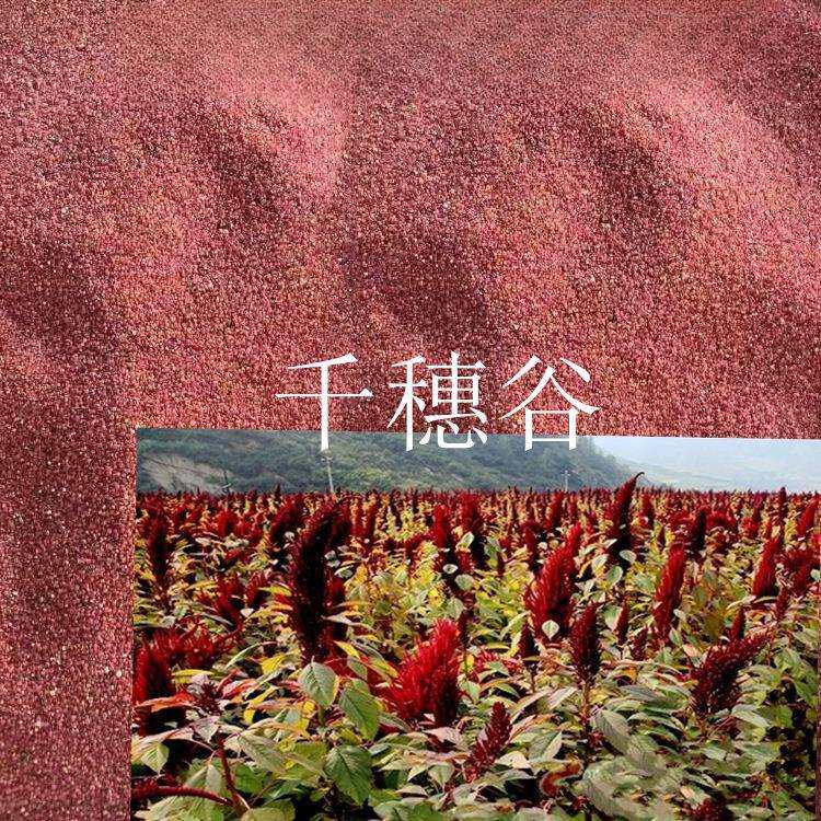公司色块花海草籽 观赏千谷穗 红色籽粒苋 观赏籽粒苋 紫红穗