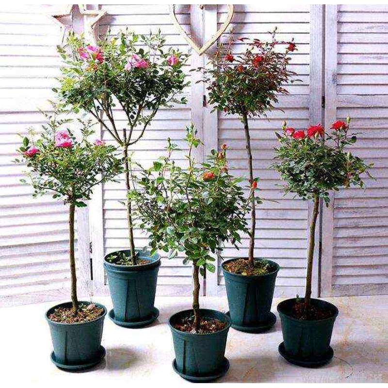 姬乙女棒棒糖月季树状果汁阳台樱板玛丽微月勤花庭院花卉绿植盆栽