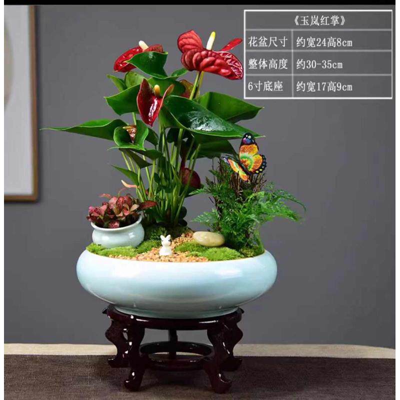 绿客厅四季植物一帆风顺养好植盆栽办公当头鸿运盆景花卉室内红掌