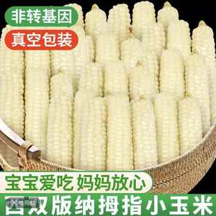 云南版纳拇指玉米香糯小玉米傣家甜黏手指玉米宝宝小玉米软糯香