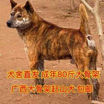 广西虎斑犬濒临绝种活体田园土