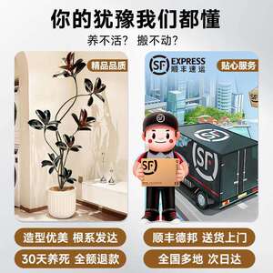 橡皮树黑金刚客厅大盆栽绿植室内客厅办公室大型植物旺宅真花禄植