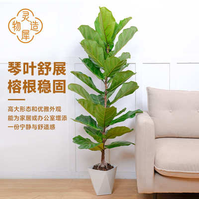 【灵犀物造】120CM-140CM琴叶榕中大型大叶老桩盆栽办公室绿植