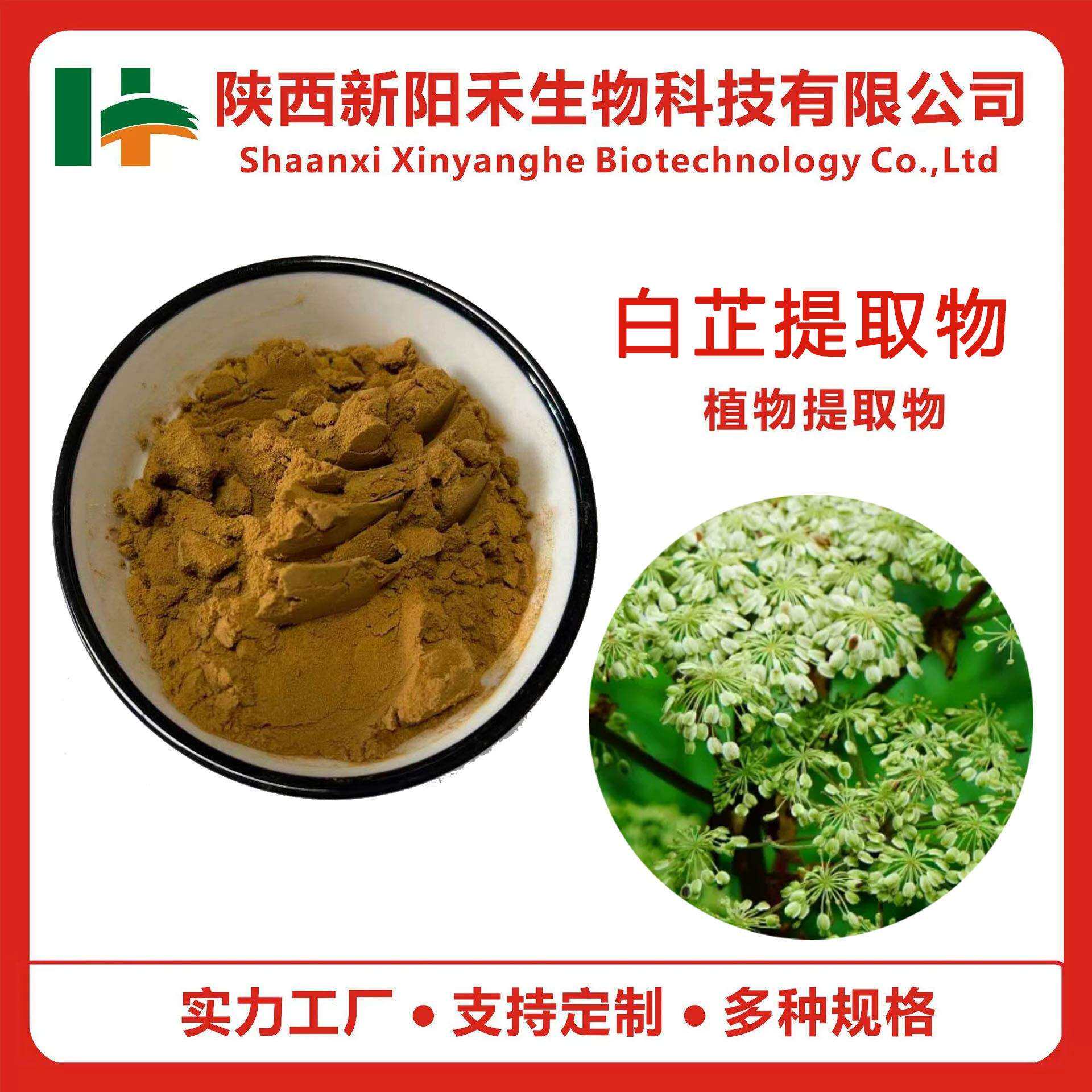 白芷提取物白芷粉白芷根萃取水溶白芷乙素欧前胡素白芷多糖