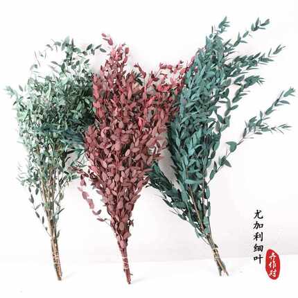 新款直销永生细叶尤加利叶风干尤加利细叶干花束婚庆节日中秋家居