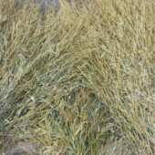 厂家批发竹扫把原材料金枝竹苗环卫学校工厂扫帚条毛竹落叶老枝户