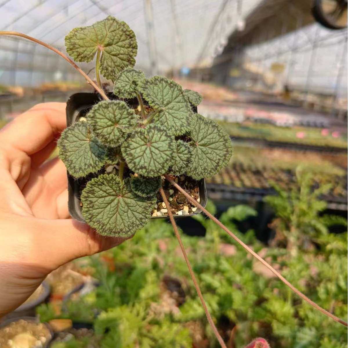 圆叶洋葵菊属块根植物懒人绿植仙人球多肉