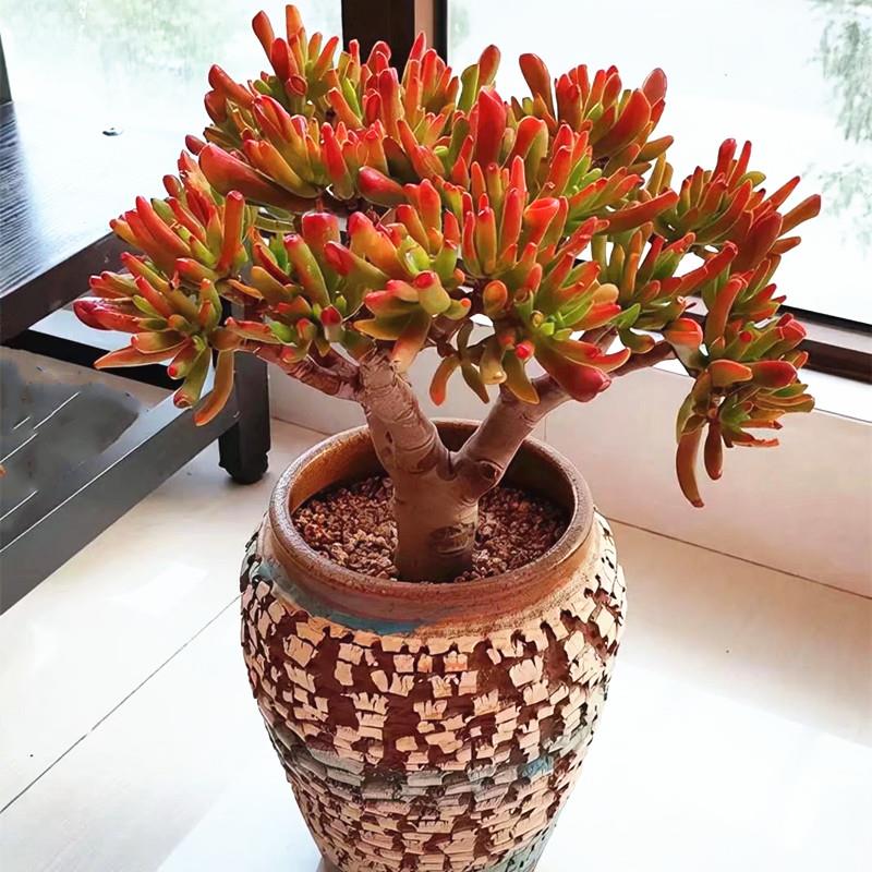 非常大颗老桩筒叶花月吸财树多肉植物高端精品室内阳台防辐射盆栽