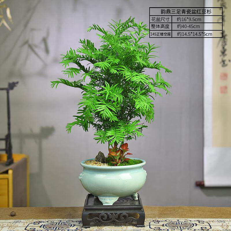 红豆杉迷你植物盆景室内办公桌绿植盆栽茶室装饰摆件新中式家居