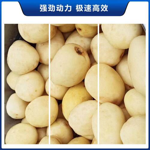 ASAKI商用土豆去皮不锈钢洗土豆机厂家全自动食堂马铃薯脱皮