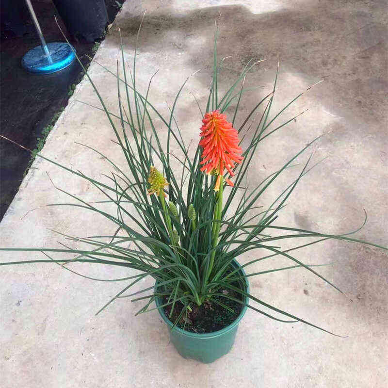 火炬花盆栽火把莲花苗庭院阳台多年生宿根耐寒热楼顶花园花境植物