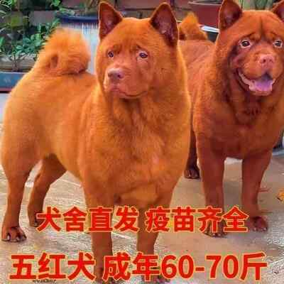 五红犬幼犬潮汕土猎犬