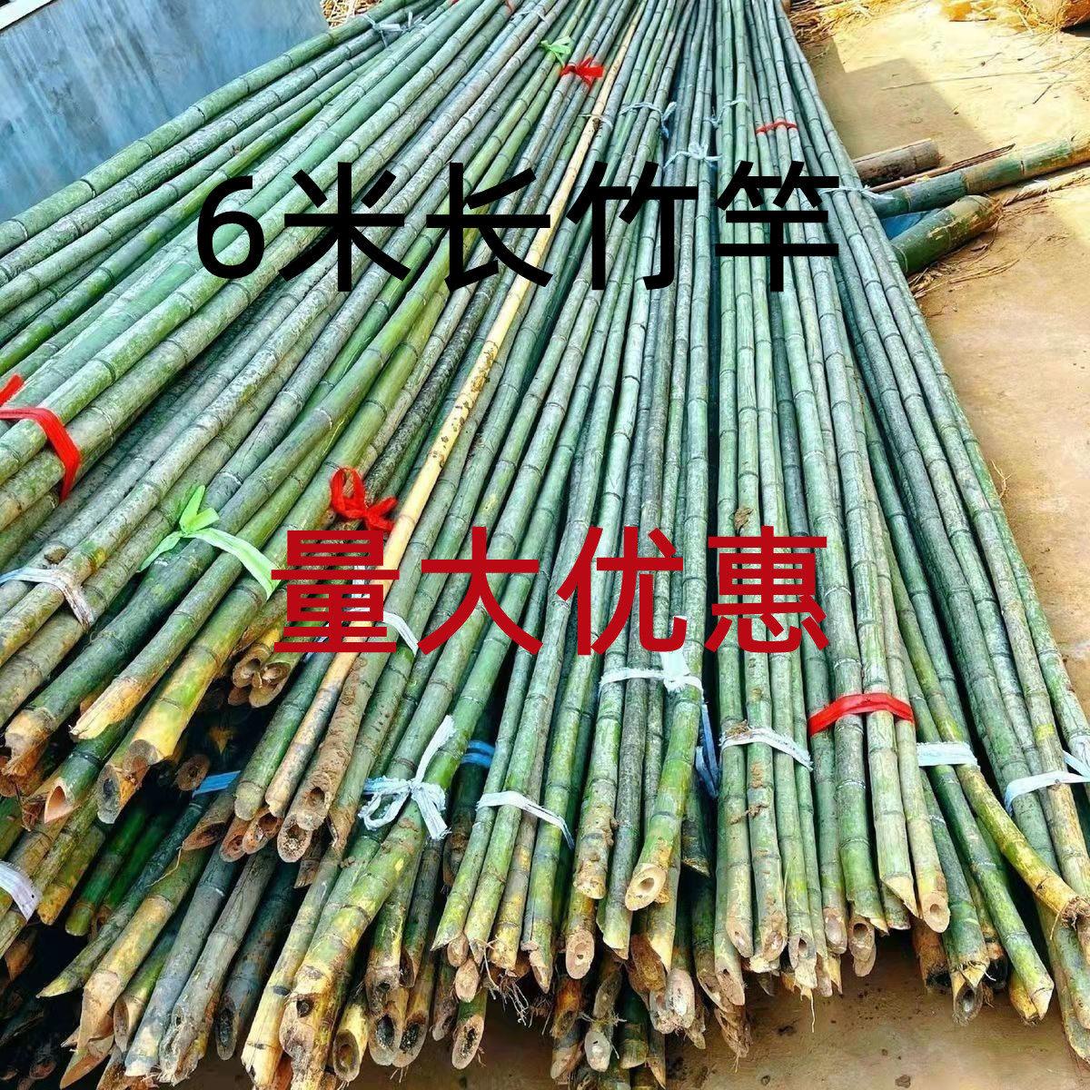 定制粗竹竿长竹竿5米6米打松塔竹子大竹子毛竹楠竹外墙搭架