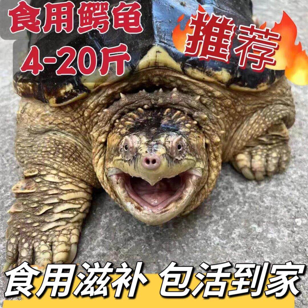 北美鳄龟活物食用人工养殖煲汤红烧观赏鳄龟大鳄食用