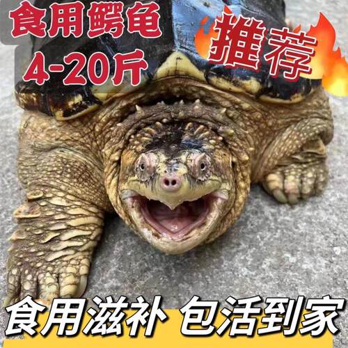 北美鳄龟活物食用人工养殖煲汤红烧观赏鳄龟大鳄食用