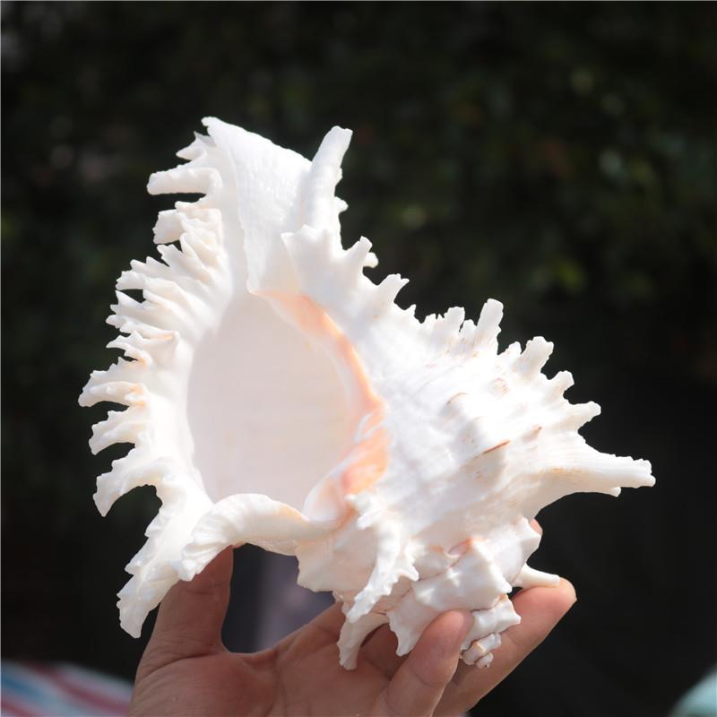 隆泽天然大海螺贝壳白千手螺家居摆件鱼缸造景水族箱装饰大贝壳