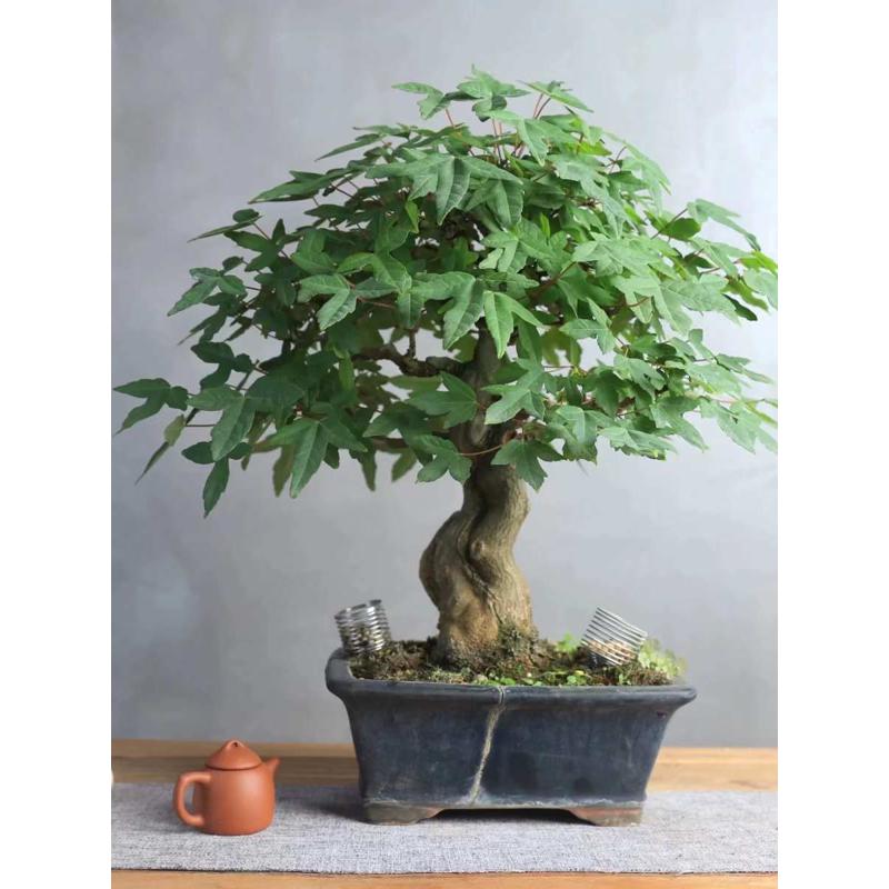 对接白蜡盆景 三角枫  榆树  千年木
