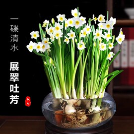 水仙花盆栽水养带芽郁金香种球办公桌面室内水培绿植物风信子花卉