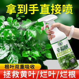 免稀释幸福树专用肥料，营养液室内绿植盆栽，植物花肥通用治掉叶黄叶